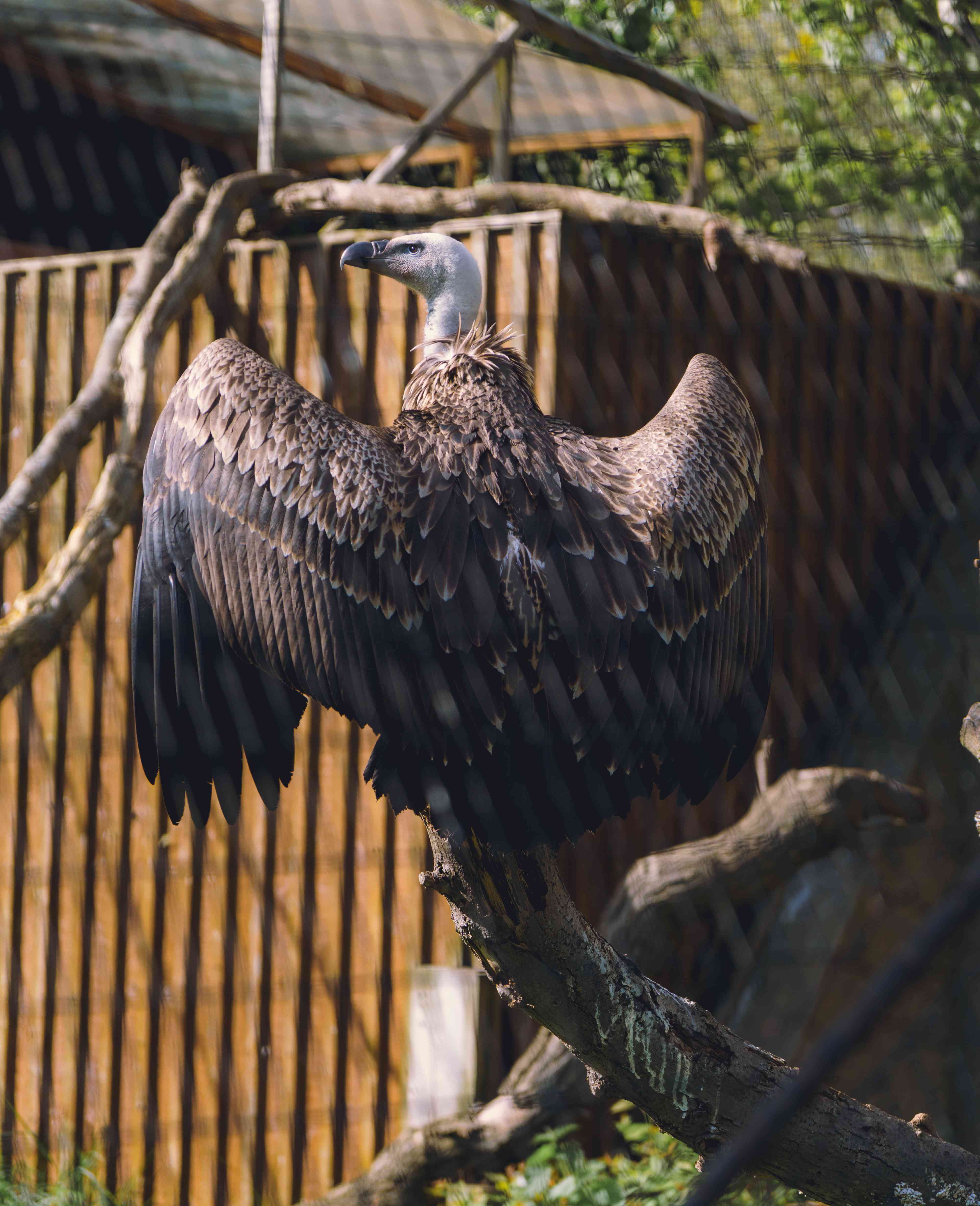 Vulture Airing